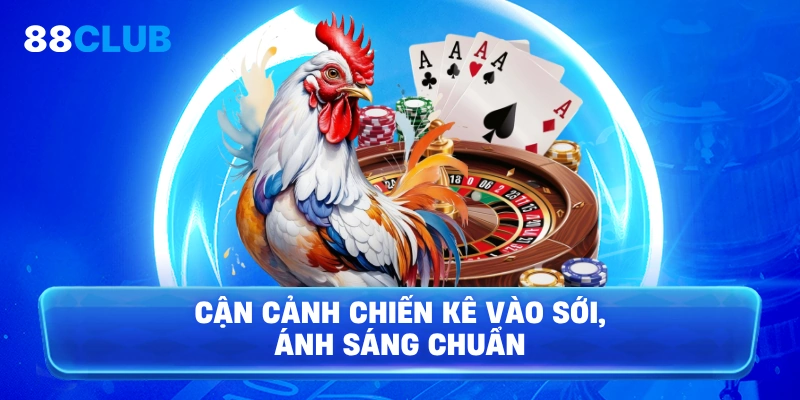 Cận cảnh chiến kê vào sới, ánh sáng chuẩn